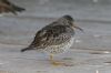 Purple Sandpiper at Southend Pier (Steve Arlow) (48304 bytes)